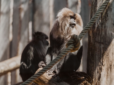 Lion-tailed macaque - De Zonnegloed - Animal park - Animal refuge centre 